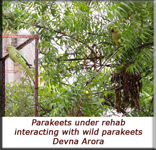 Devna Arora - Interacting with wild parakeets
